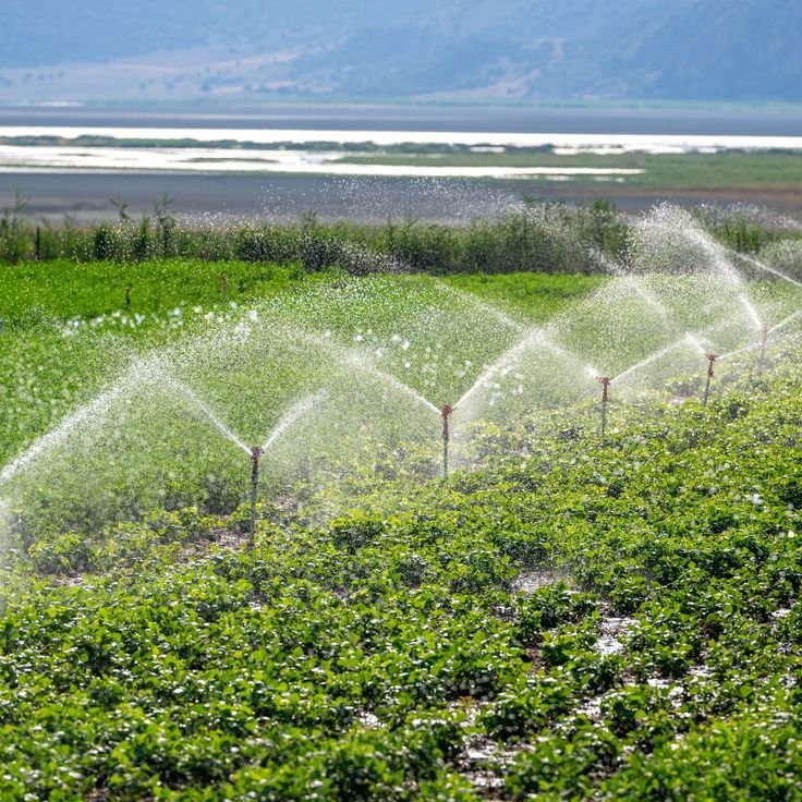 Irrigation & Lighting